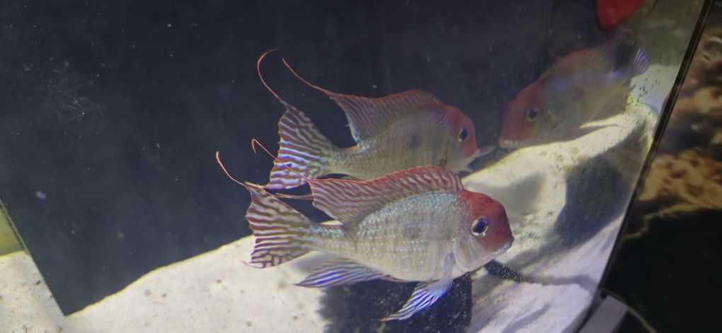 Red Head Tapajos ziemiojad