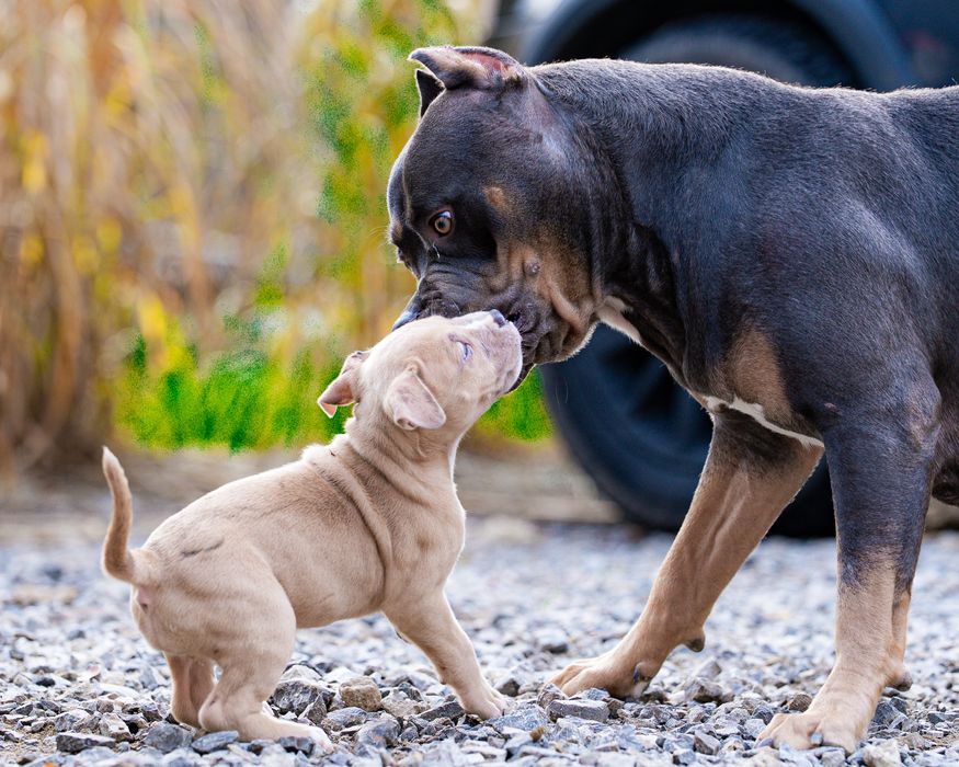 American Bully XL - suczka