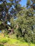 Terreno  com  olival