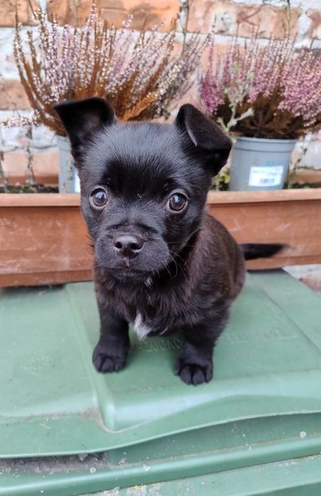 Szczeniaczki cudaczki.