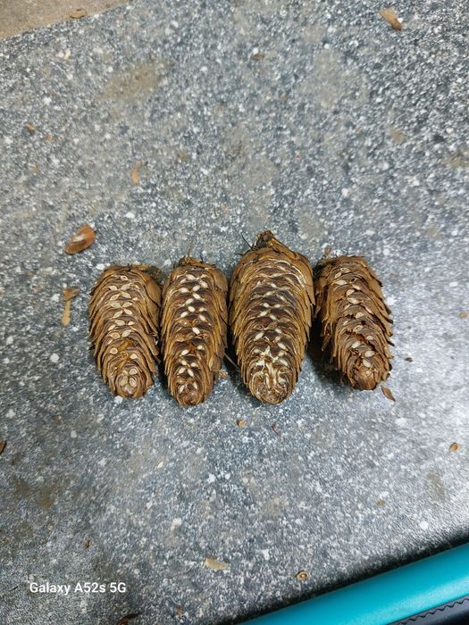 Nasiona modrzewia(larix decidua)