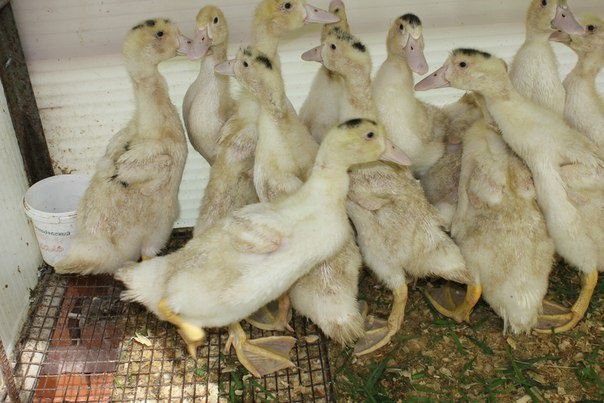 Качка Черри -Велли  суточний,подрощений 2 неділі