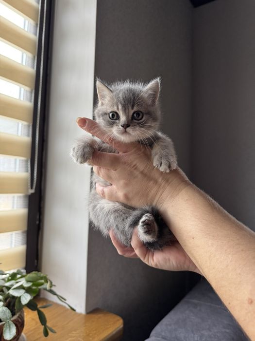 Продам британську дівчинку