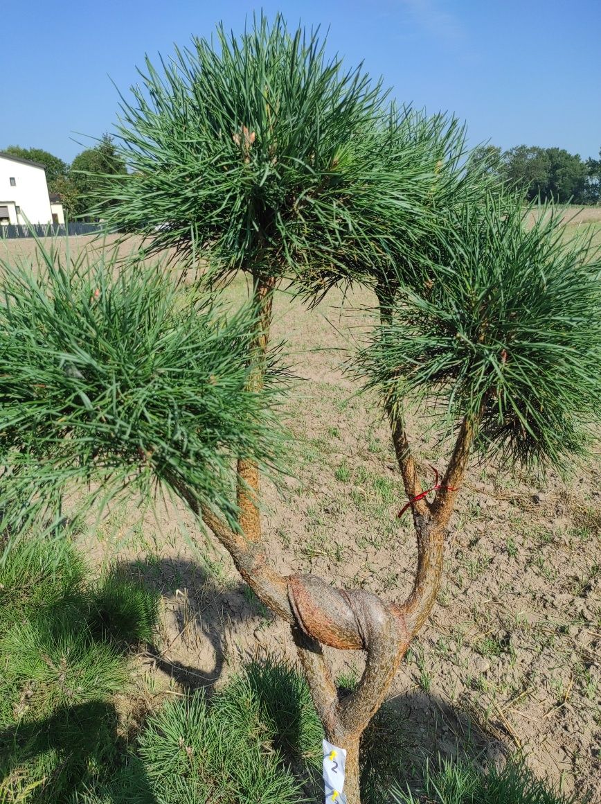 Bonzai UNIKAT formowany sosna czarna do Ogrodu Drzewko 23