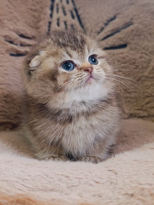 Menino scottish fold golden
