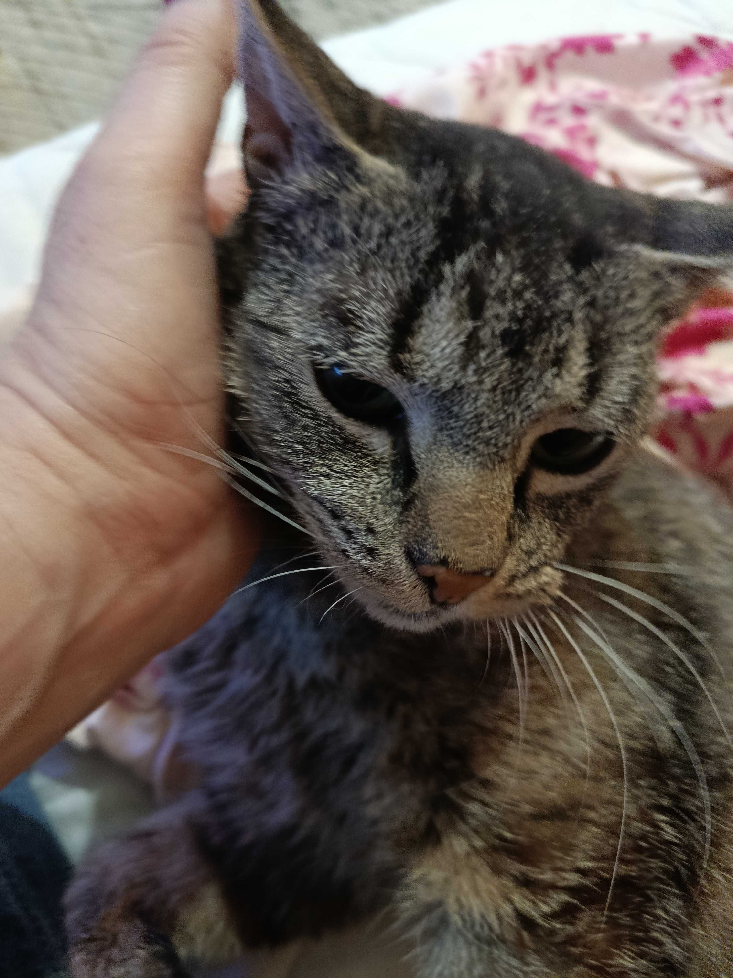 Bura kotka do adopcji