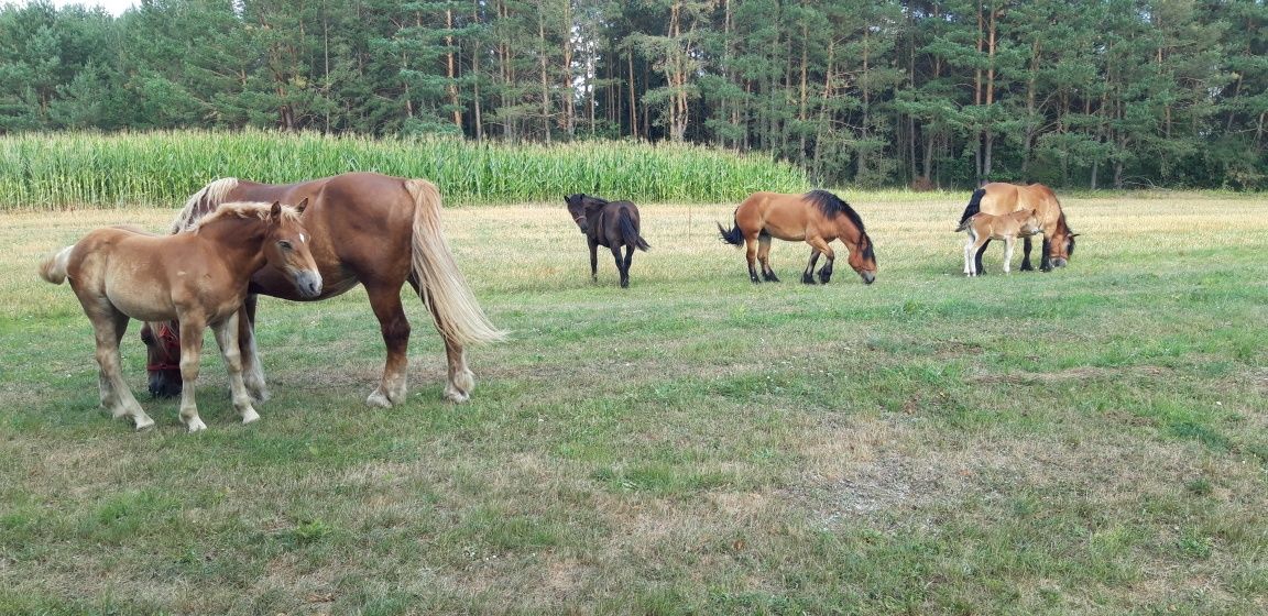 Konie ,zrebaki , klacze  ogier