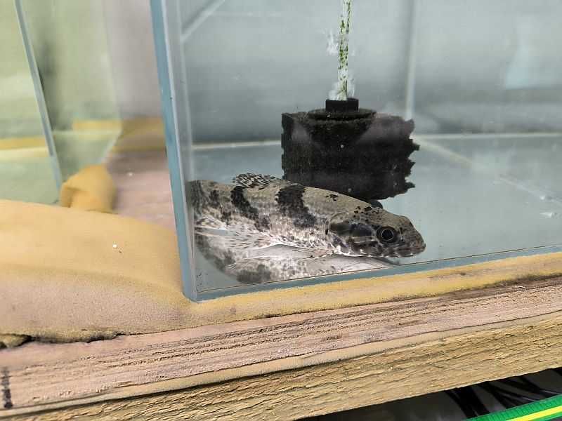 Hoplias aimara. Wolf fish