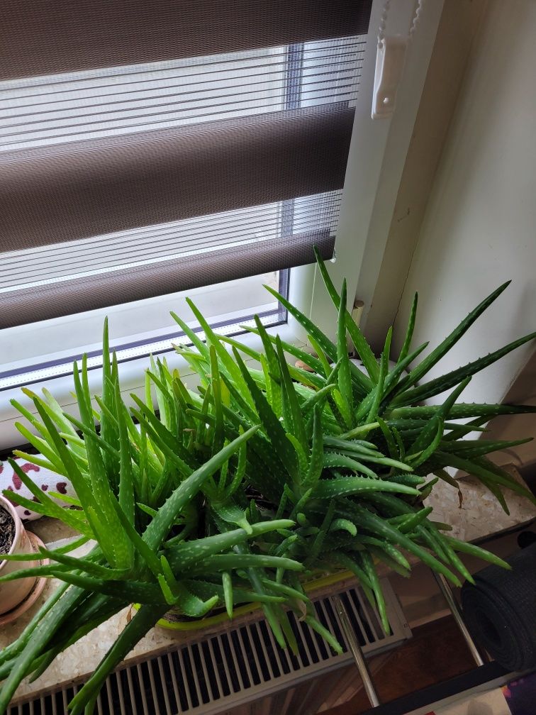 Kwiat Drzewko szczęścia grubosz, aloes