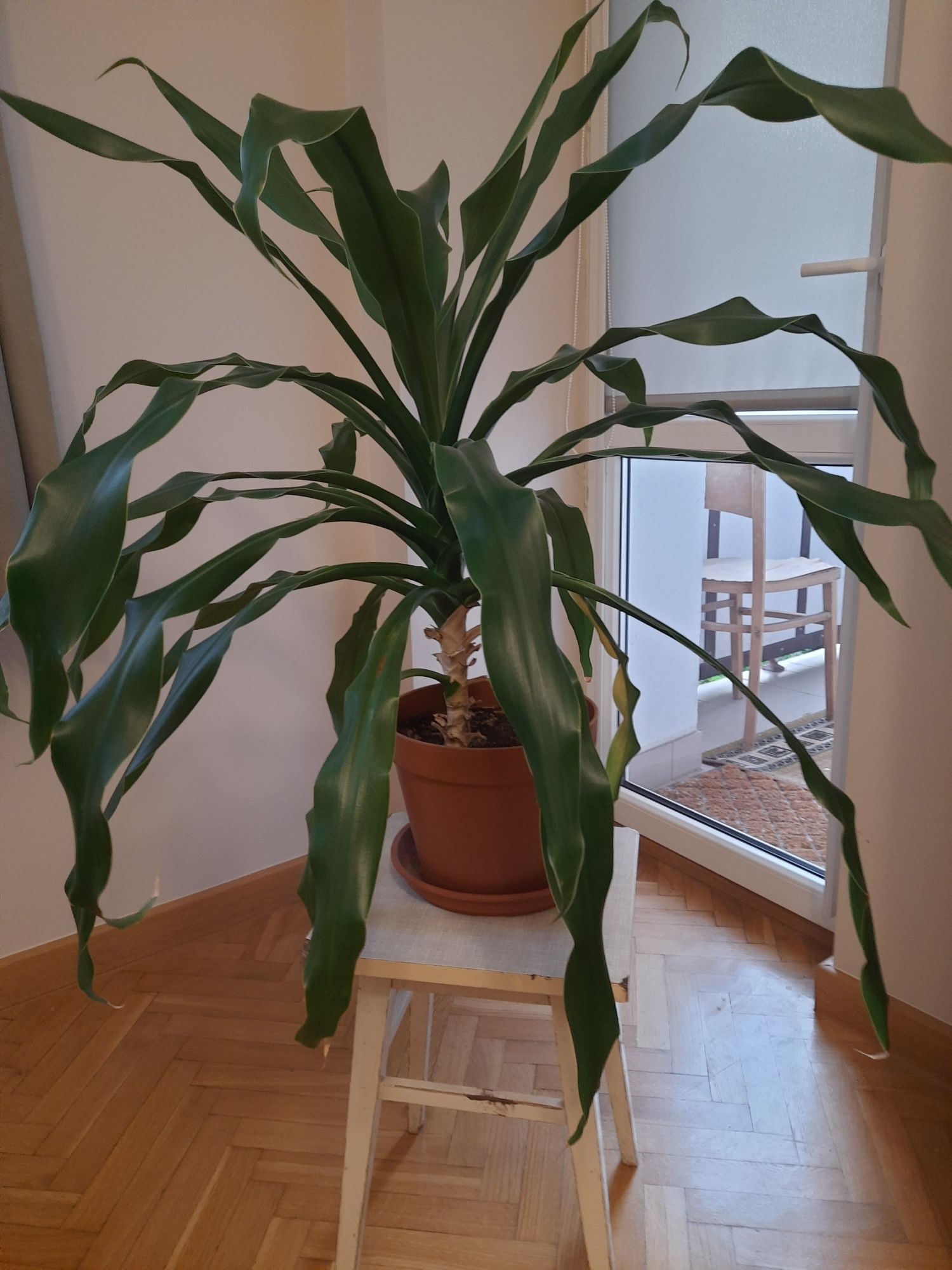 Elegancka Dracena 90 cm – styl i zieleń w Twoim wnętrzu