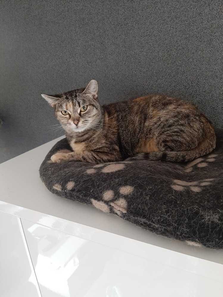 Roczna,delikatnej budowy,wrazliwa,tulaśna bura pręgowana kotka.ADOPCJA