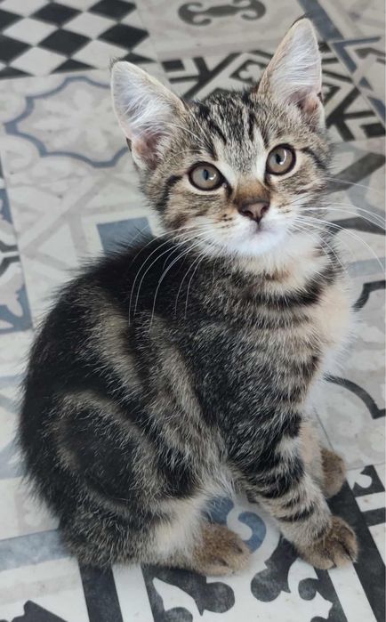 Kot “bengalski” - Benio