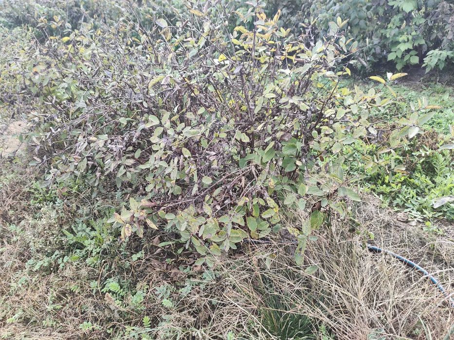 Sadzonki jagoda kamczacka 6 letnia Wojtek i Zojka