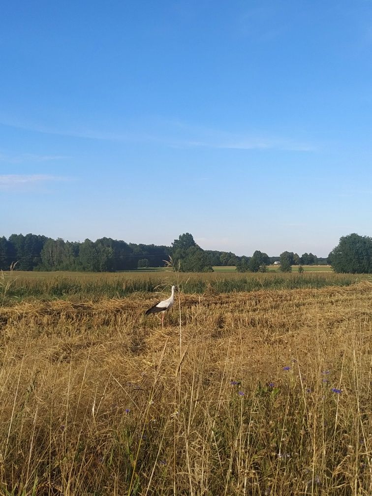 Siedlisko,dom na wsi, noclegi/wynajem