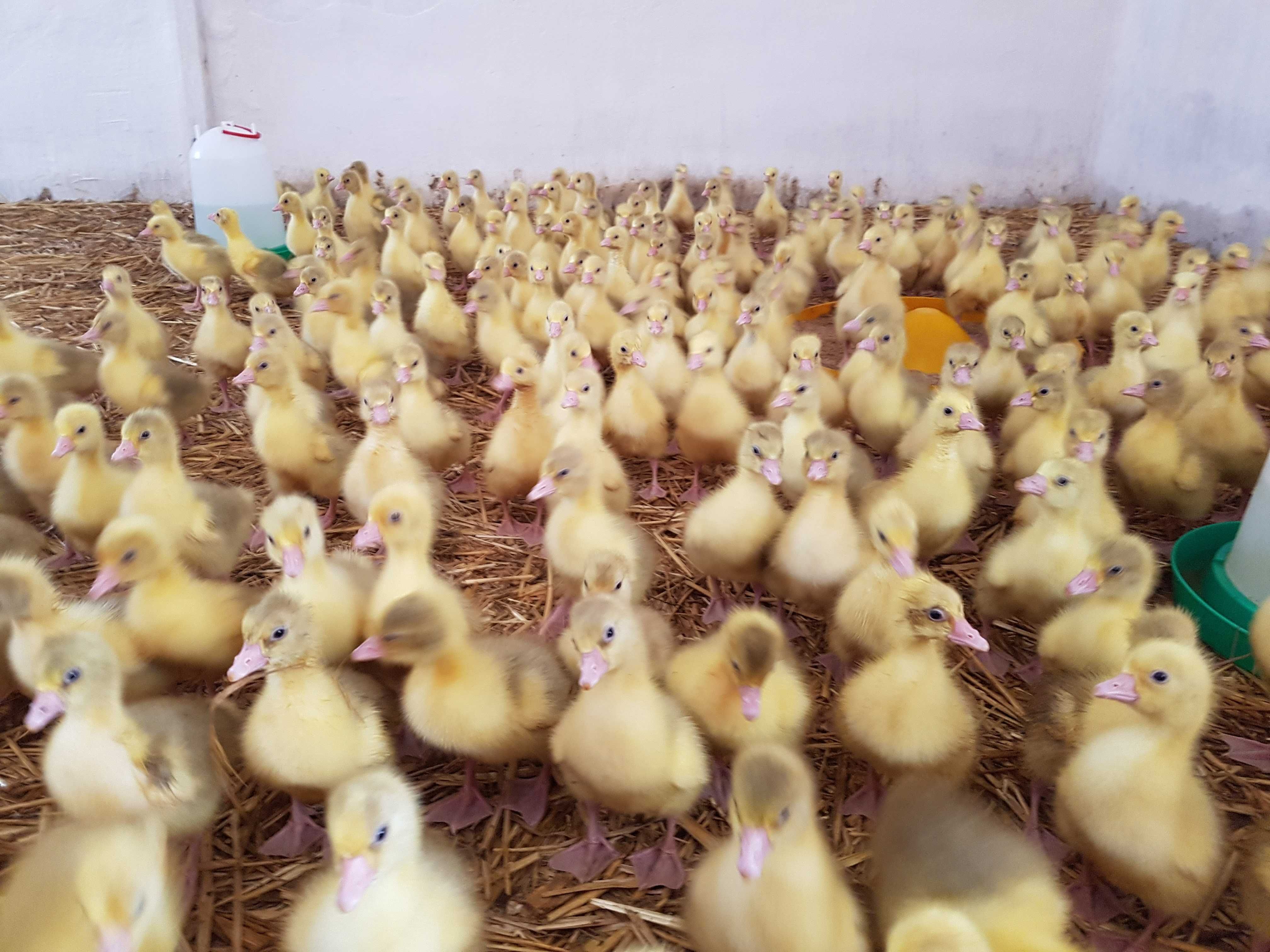 Gęś do dalszego odchowu landes, kołudzka, kubańska dostawa Gratis