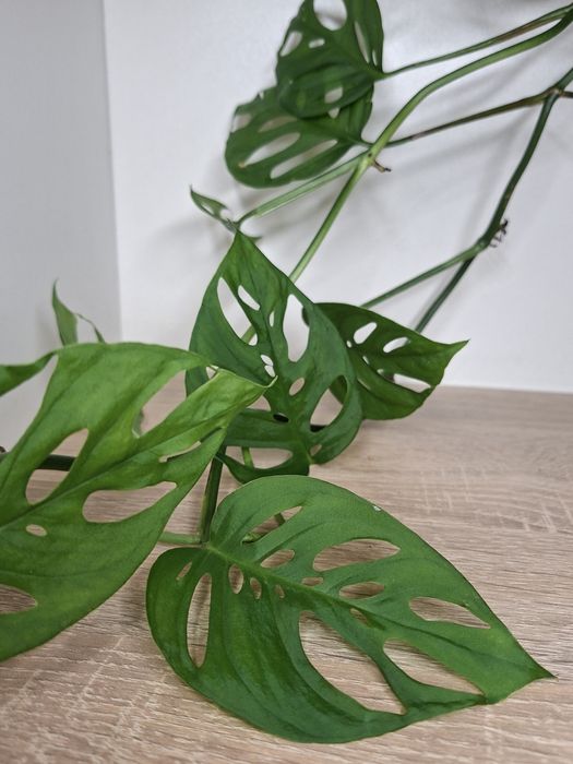 Monstera Laniata