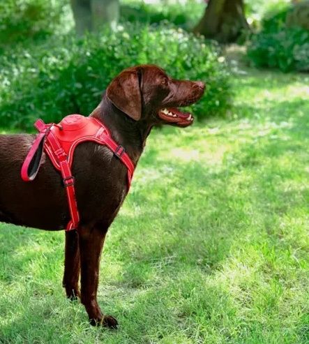 Szelki dla psa z wbudowaną smyczą automatyczną - Zolux XL czerwone