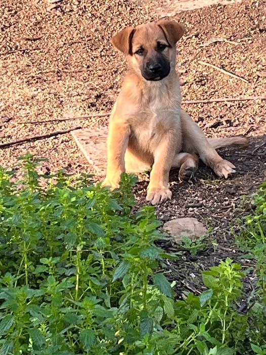 Caezinhos procuram novo lar