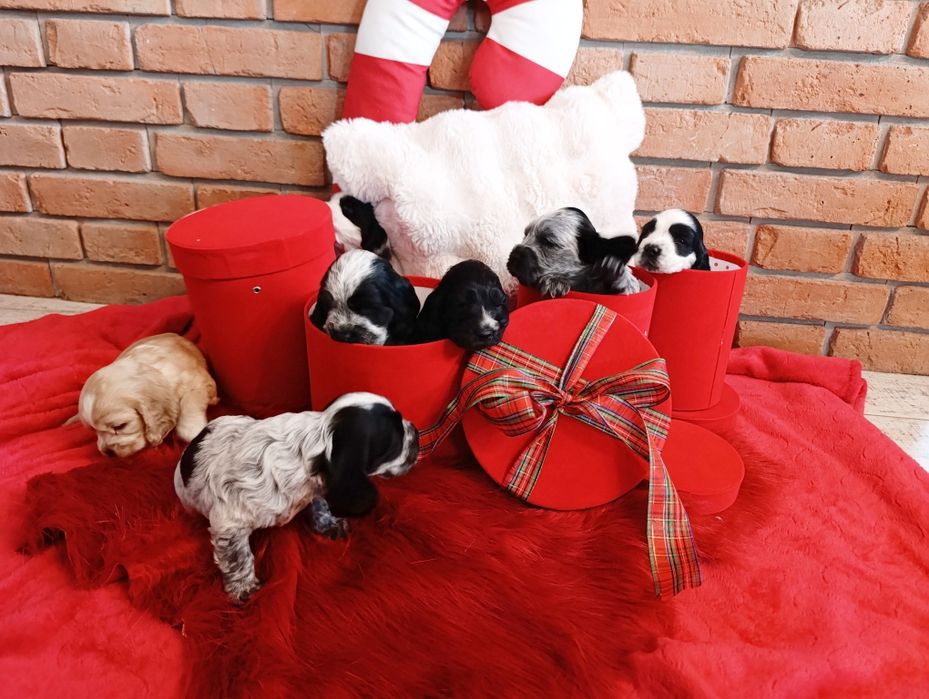 Cocer spaniel szczenię