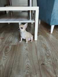 Piesek Chihuahua krótkowłosy