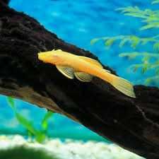 Желтые сомики анциструсы