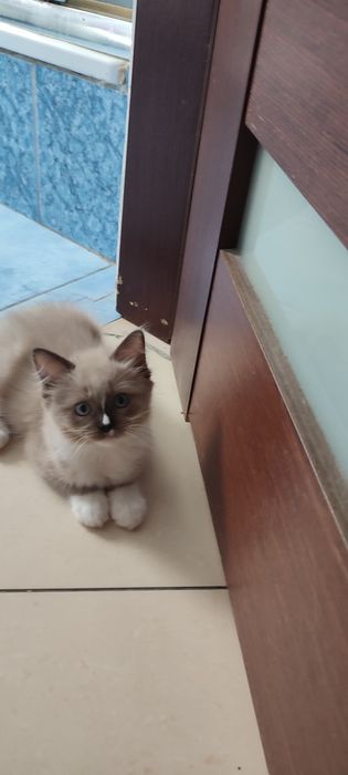 Ragdoll Cherubin Mink rodowód TICA