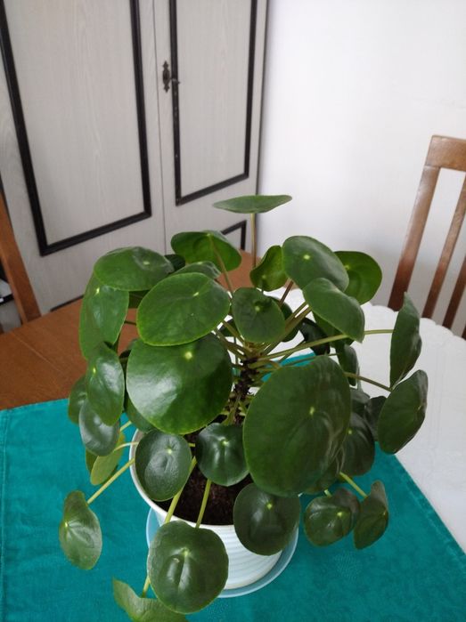 Pieniążek - Pilea