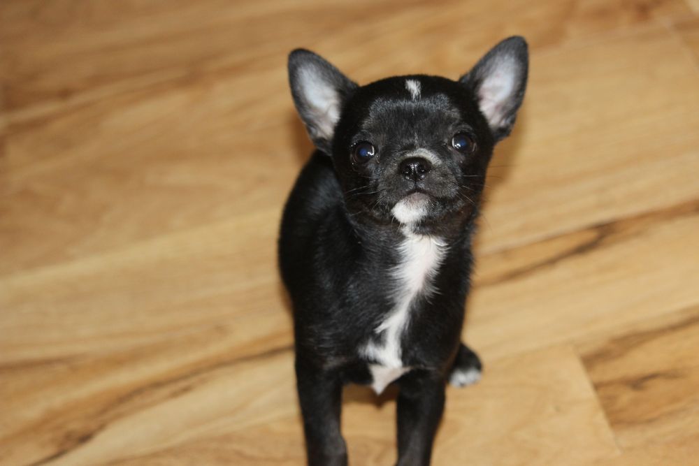Chihuahua malenka sunia