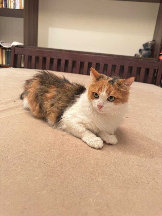 ніжна молоденька киця, пухнаста ,красива і акуратна