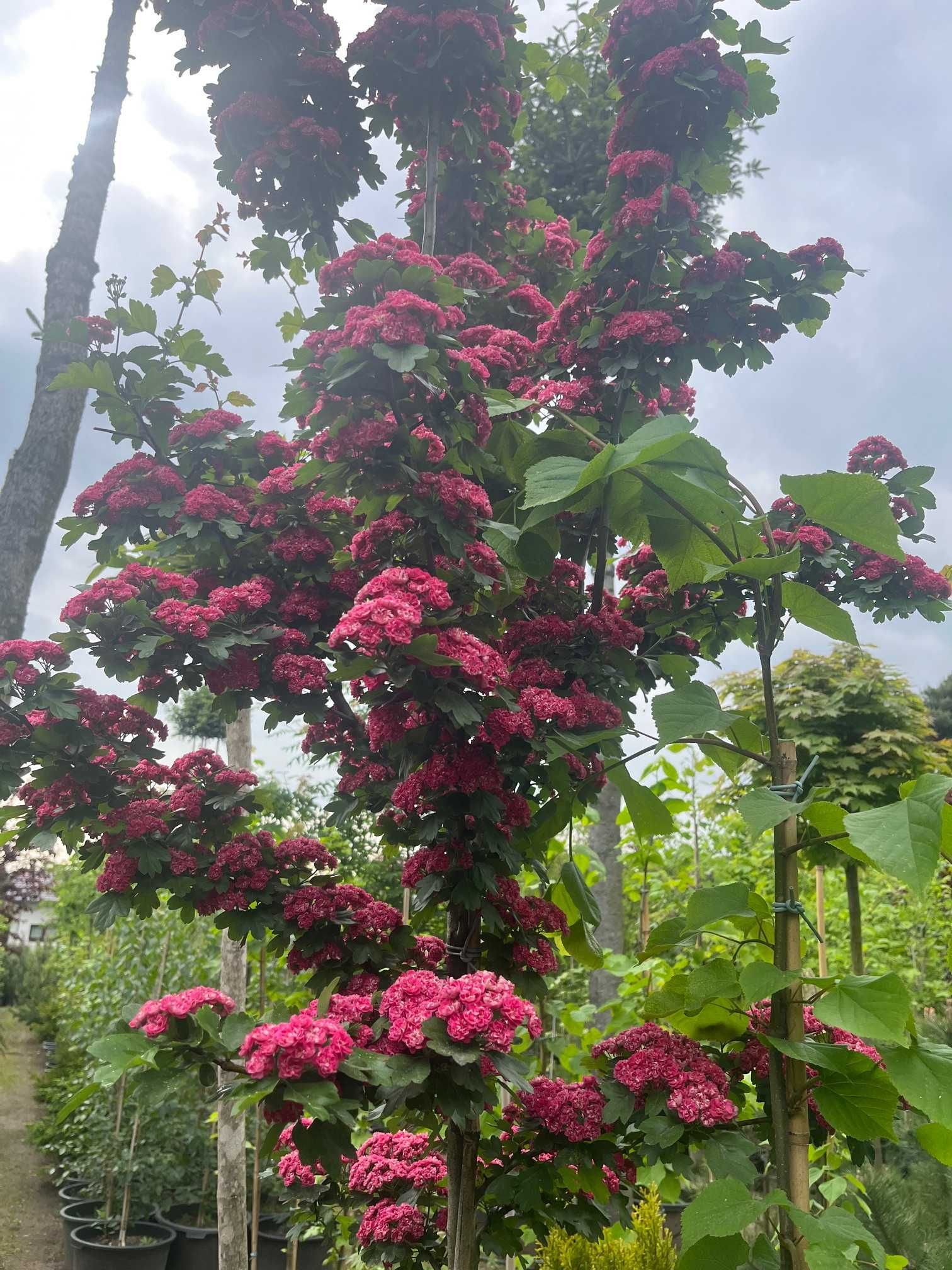 GŁÓG 'Paul's Scarlet' Wys ok. 250cm Donica 65l