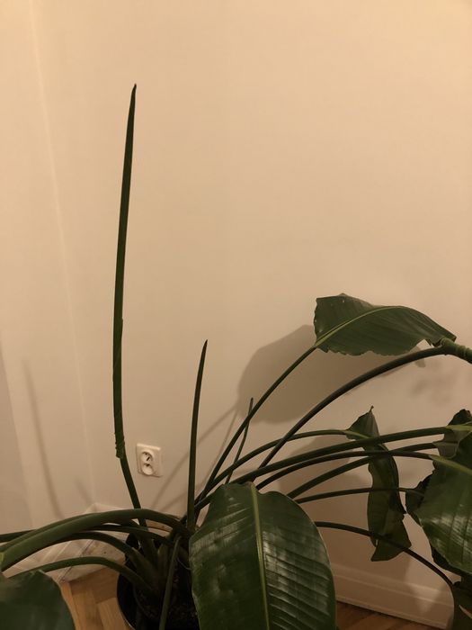 Strelicja biała strelitzia nicolai 150 cm 3 rośliny w jednej