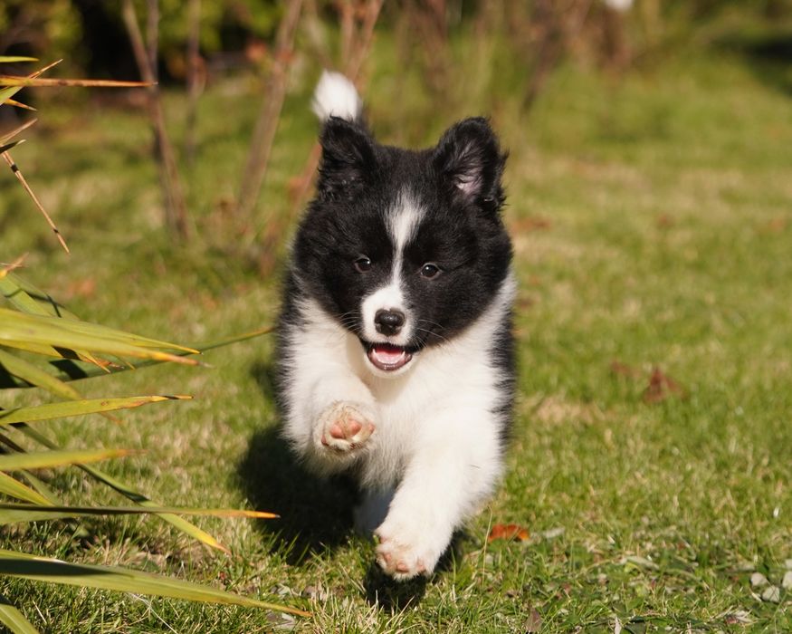 Border Collie  suczka ZKwP/FCI