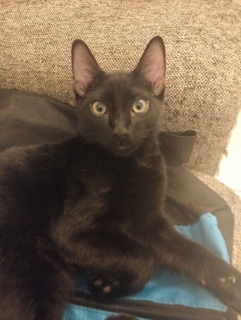 Dão-se gatinhos com 3 meses