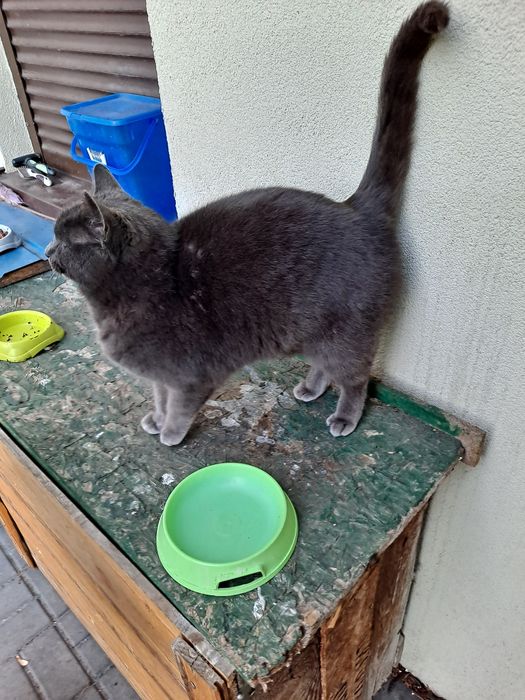 9 października zaginął 8 letni kot Florek,w typie niebieskiego rosyjsk