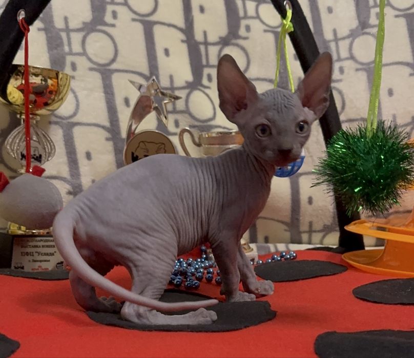 Канадський сфінкс, клуб, родовід WCF, доставка, документи для виїзду