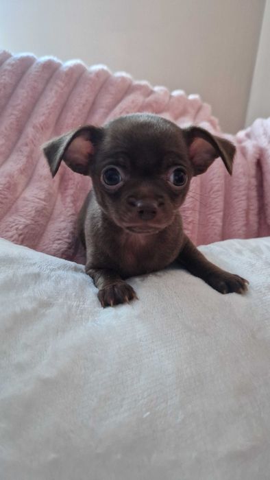 Chihuahua sunia gotowa do odbioru.