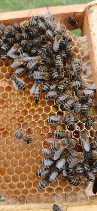 Українська степова бжоломатки продам  2025.