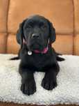 Labrador Retriever FCI ZKwP, czarny piesek