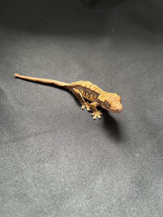 Gekon orzesiony OM19 ciliatus jaszczurka crested gecko