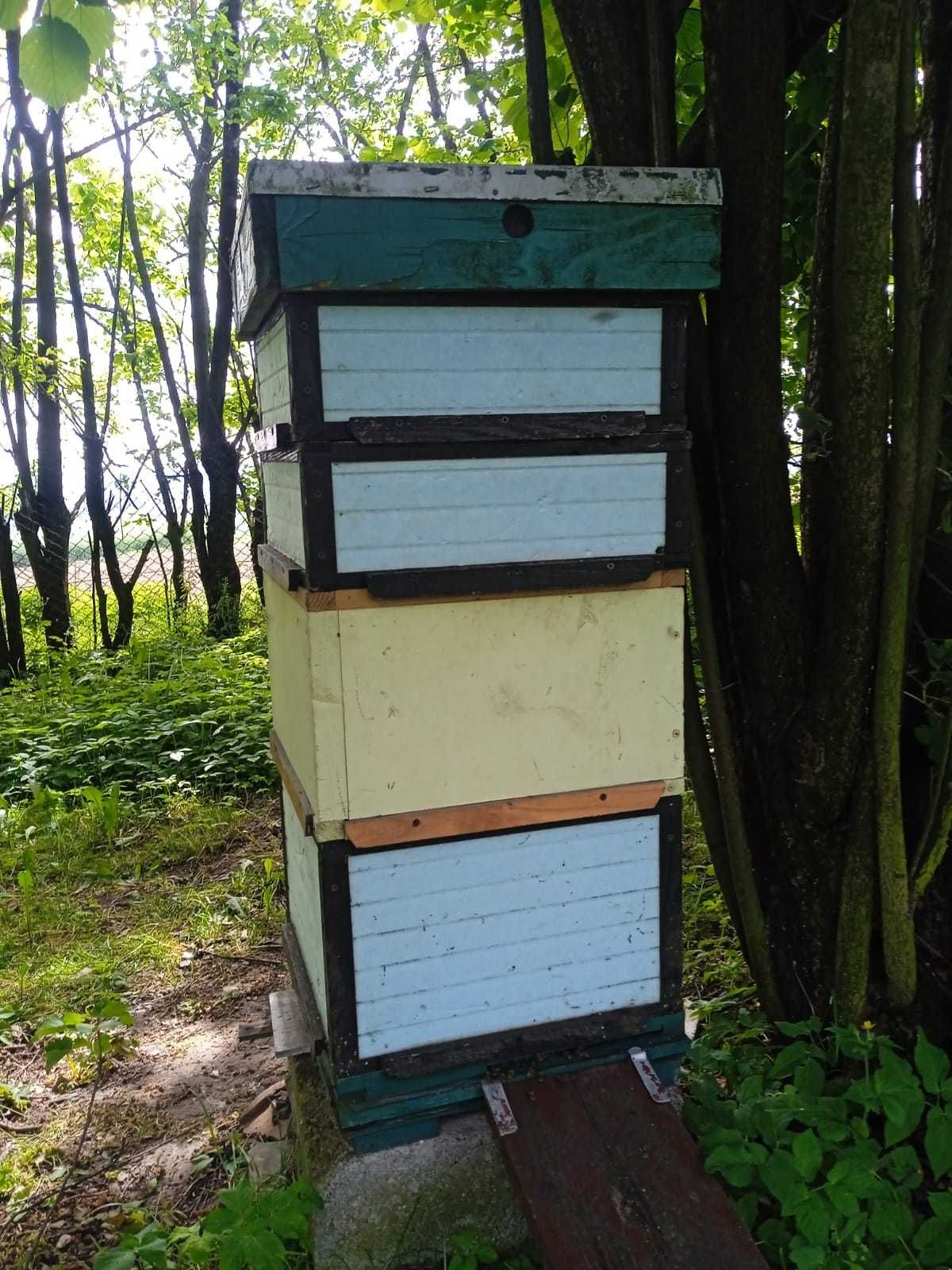 Sprzedam silne rodziny pszczele z ulami (ogłoszenie grzecznościowe)