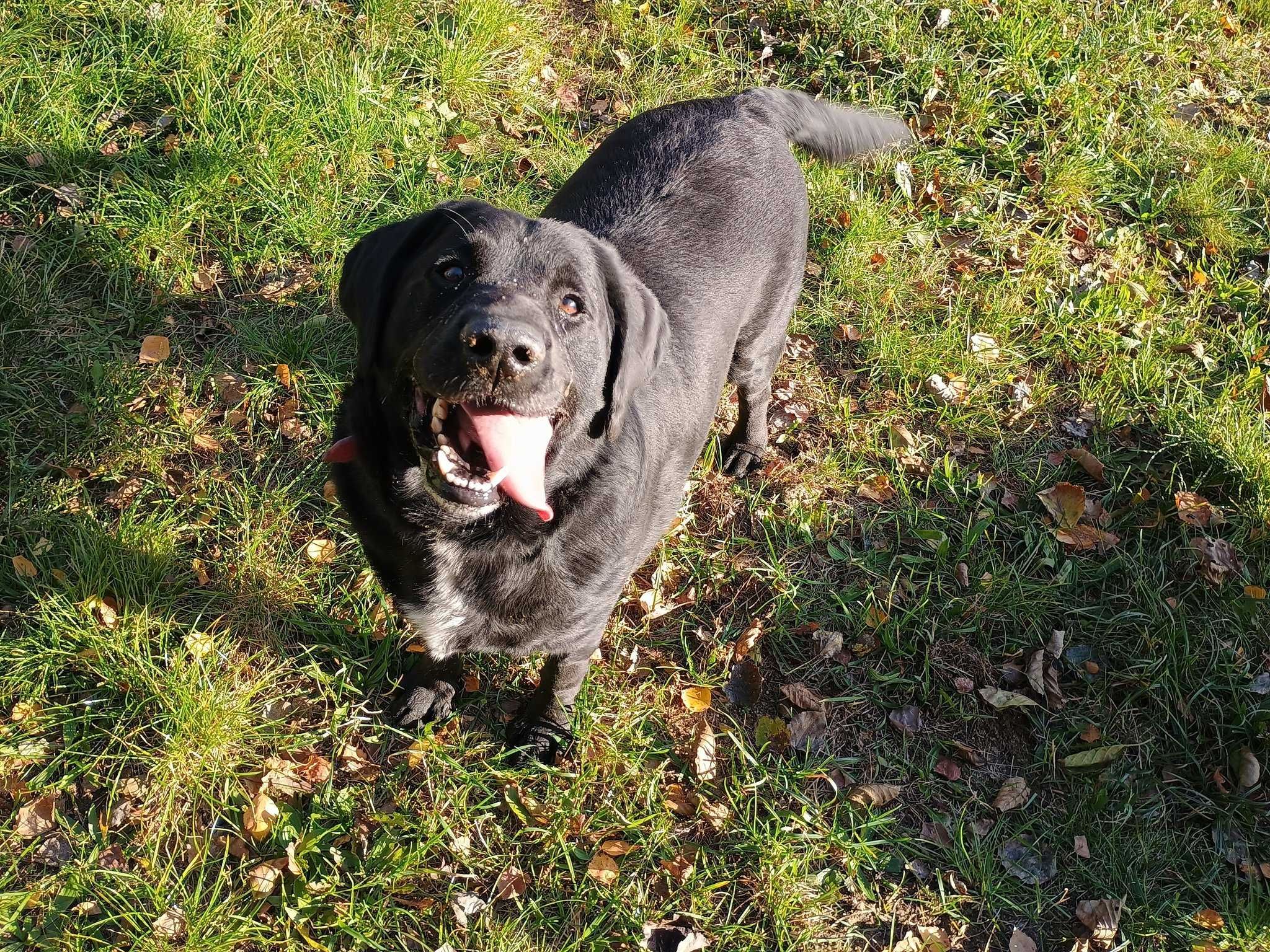 Meksyk w typie labrador retrievera - schronisko