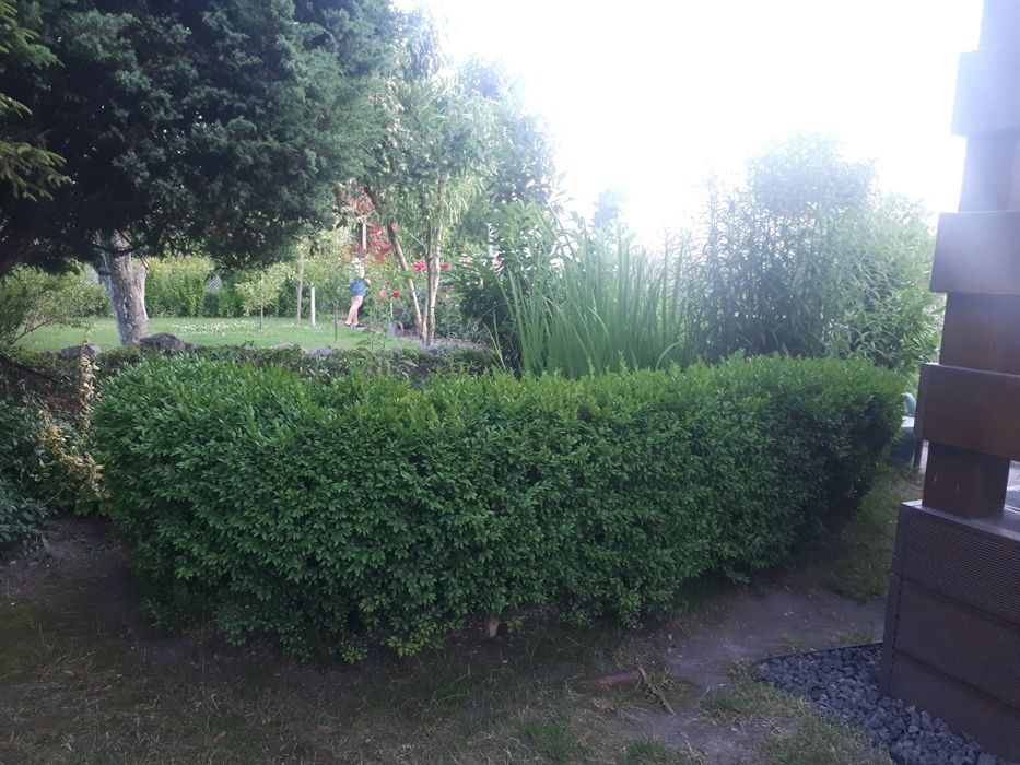 Bukszpan-żywopłot