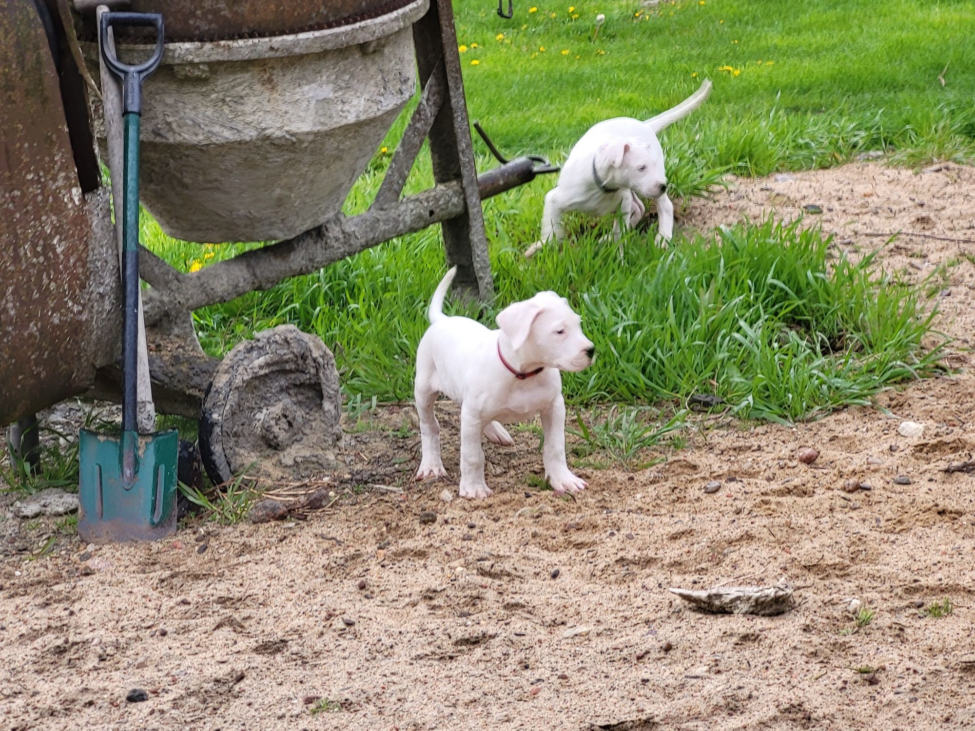 Dog Argentyński FCI nie bandog  pitbul amstaff cane corso