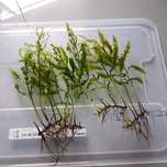 Bolbitisheudelotii(plantaparatronco/rocha)-Aquário