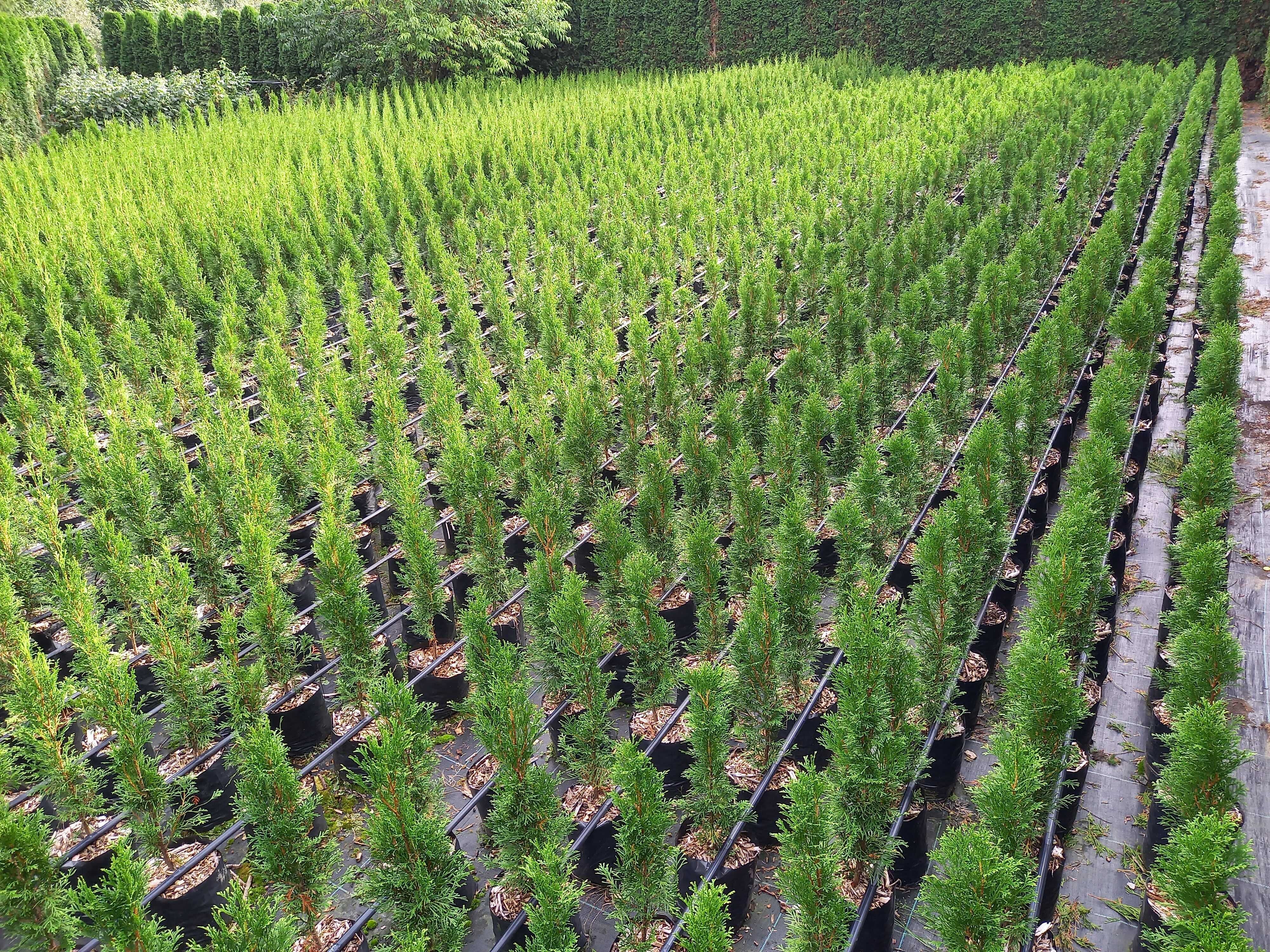 Tuja Thuja Szmaragd 100-120 cm W DONICY 5L Producent