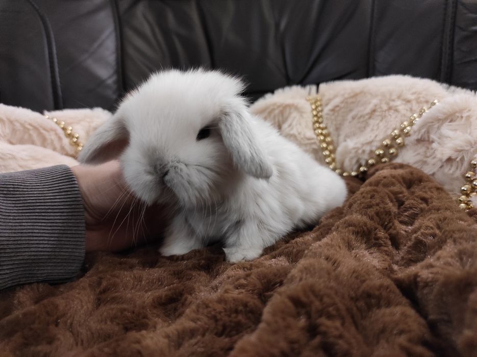 Mini Lop Króliczki Seal Point-Frosty Point Czysta Rasa z WYPRAWKĄ
