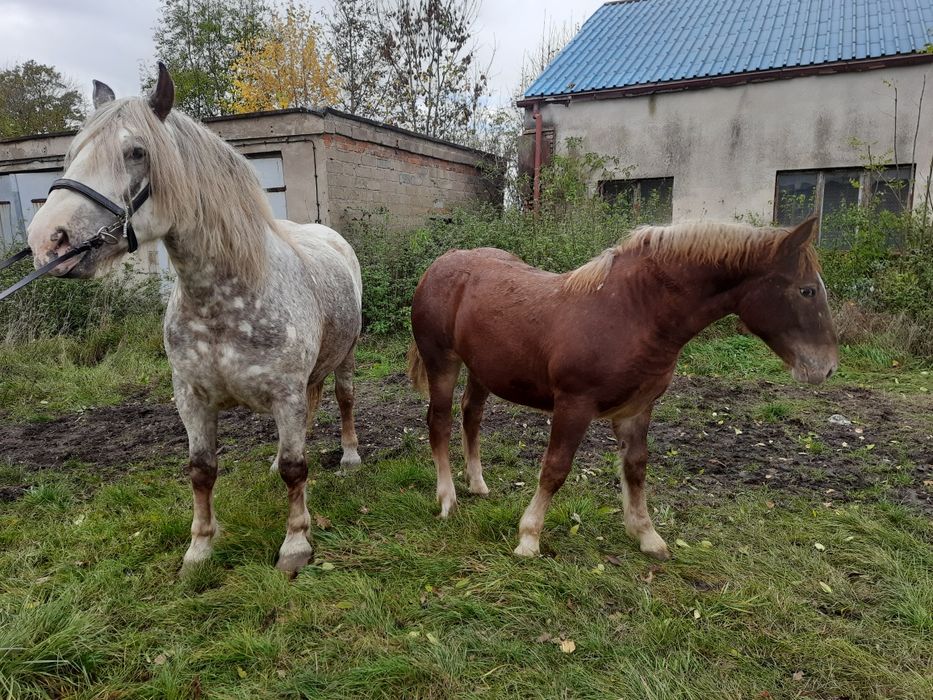 Klacz Zimnokrwista ze źrebakiem