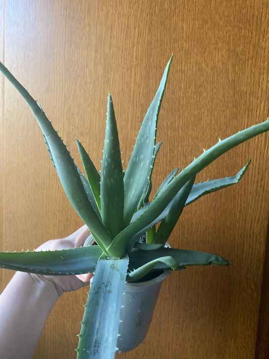 алоє вера алое вера