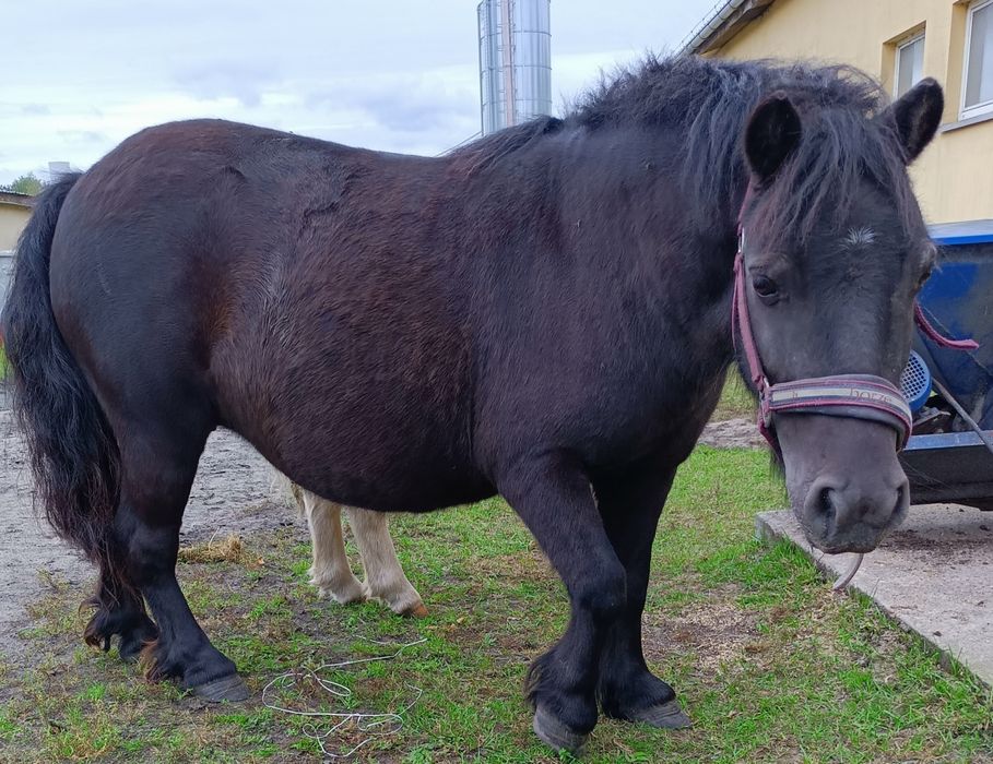 Konie ,kucyki,kucyk,kuc