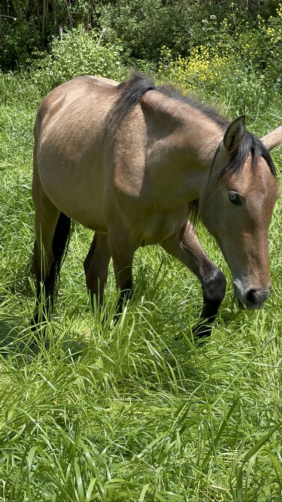 Cavalo com 4 anos, super mansinho.